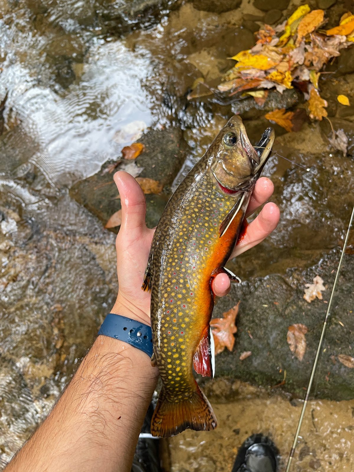 A brook trout I caught