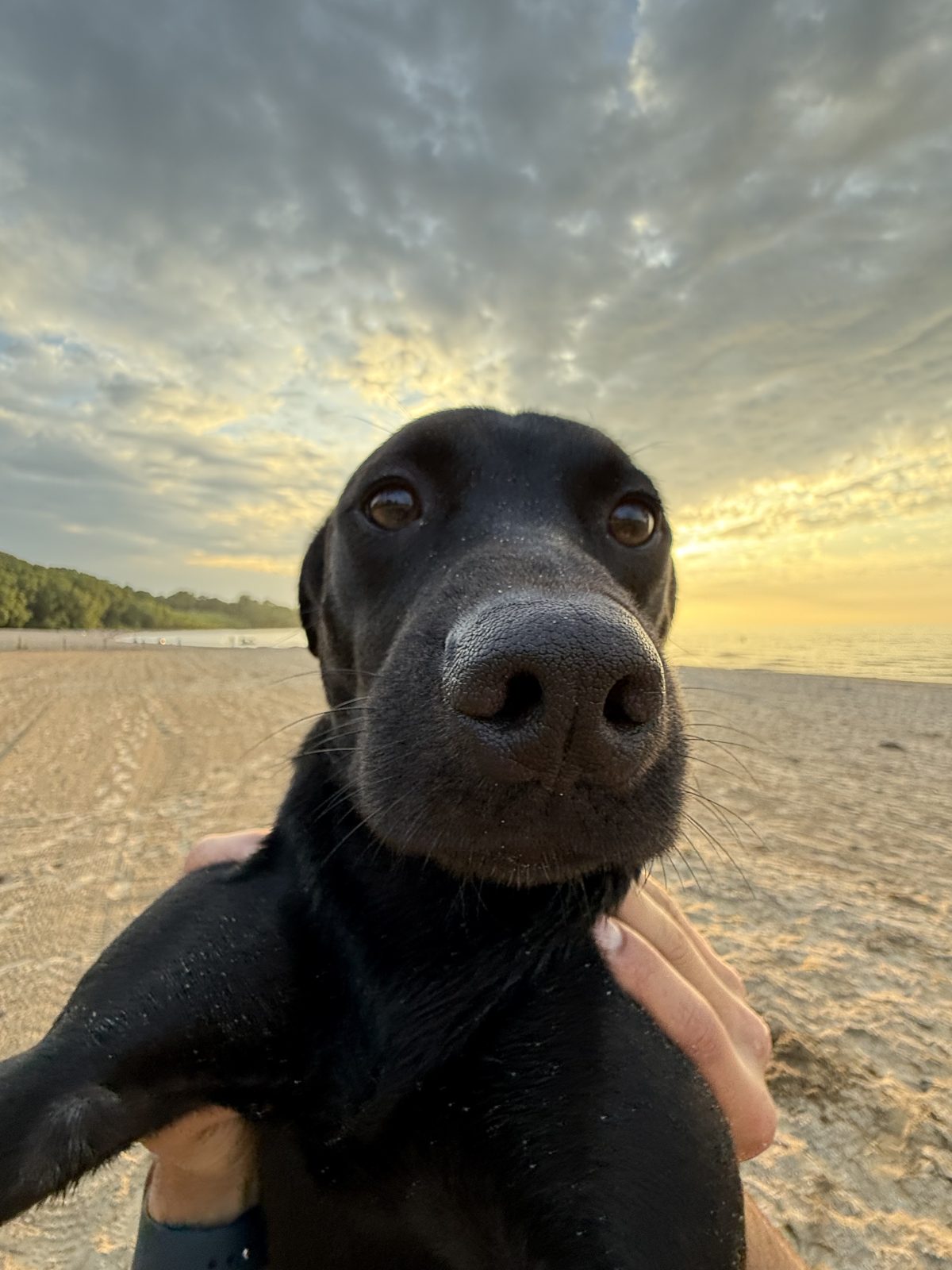 Beau