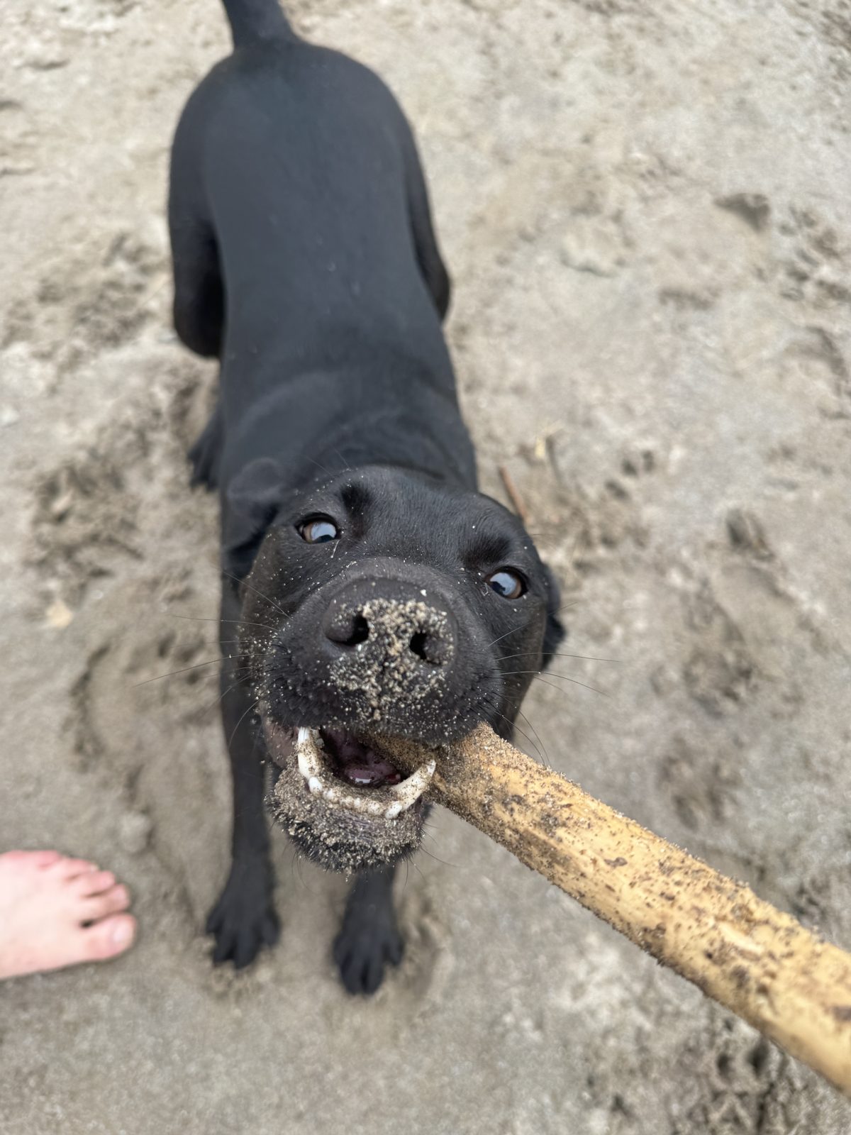 Beau as a puppy