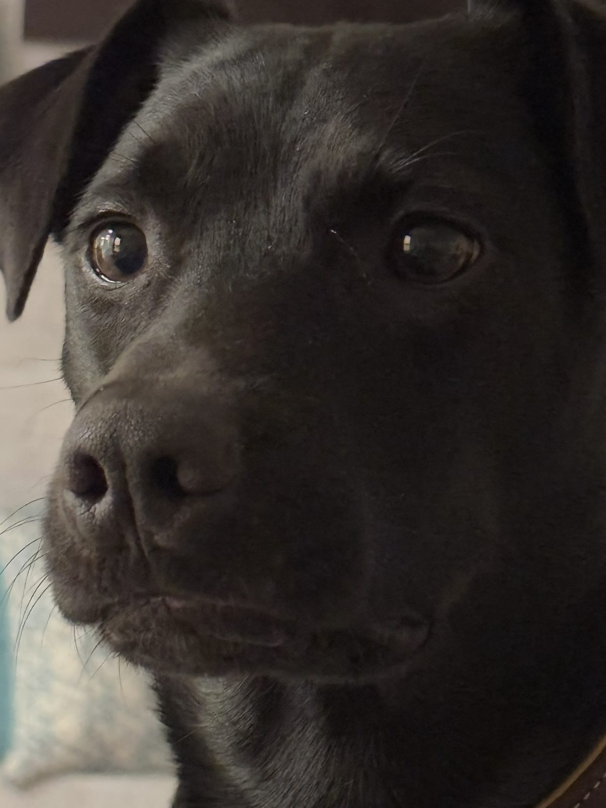 Beau