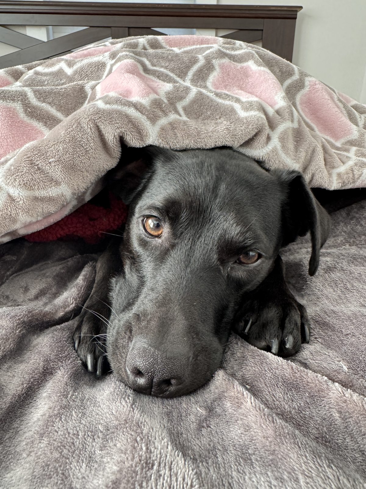 Beau under the blanket