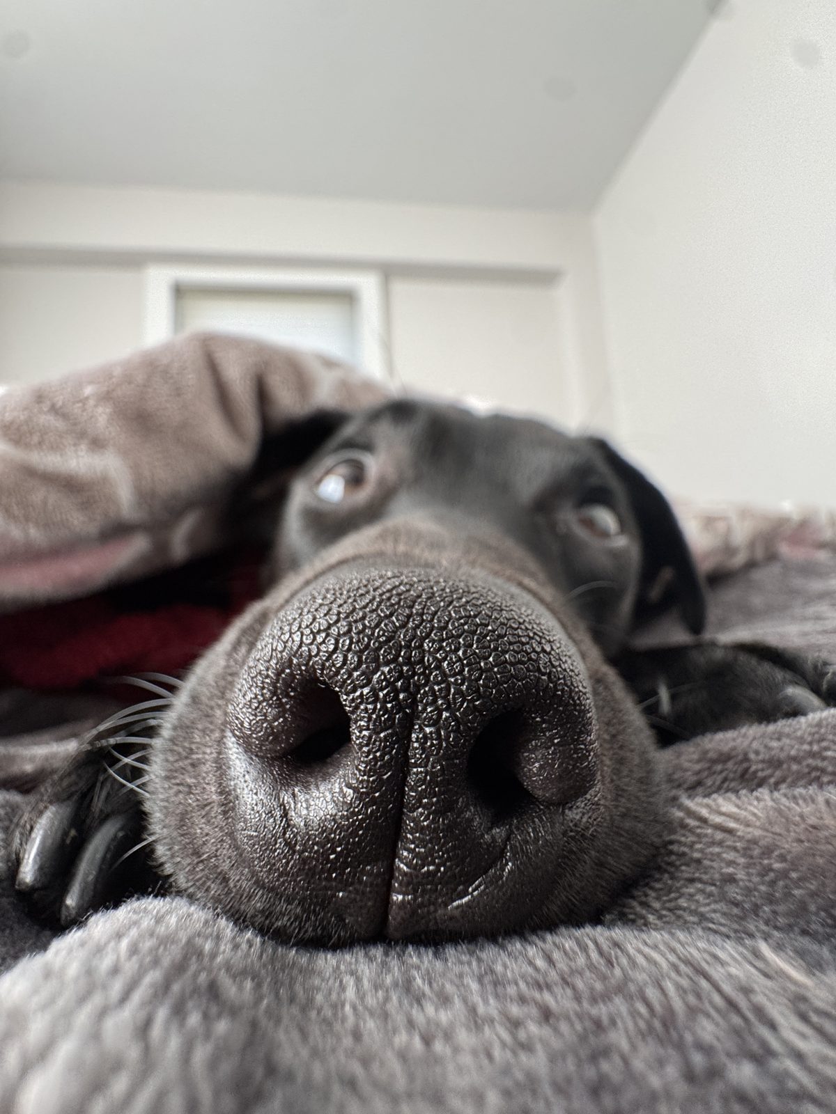 Beau's nose