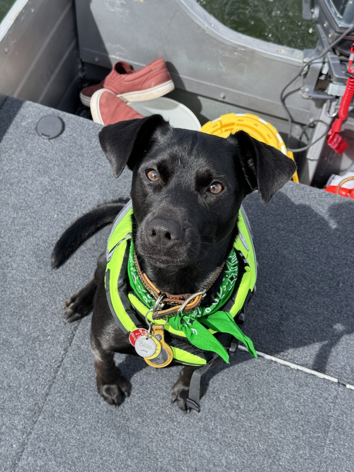 Beau on the boat