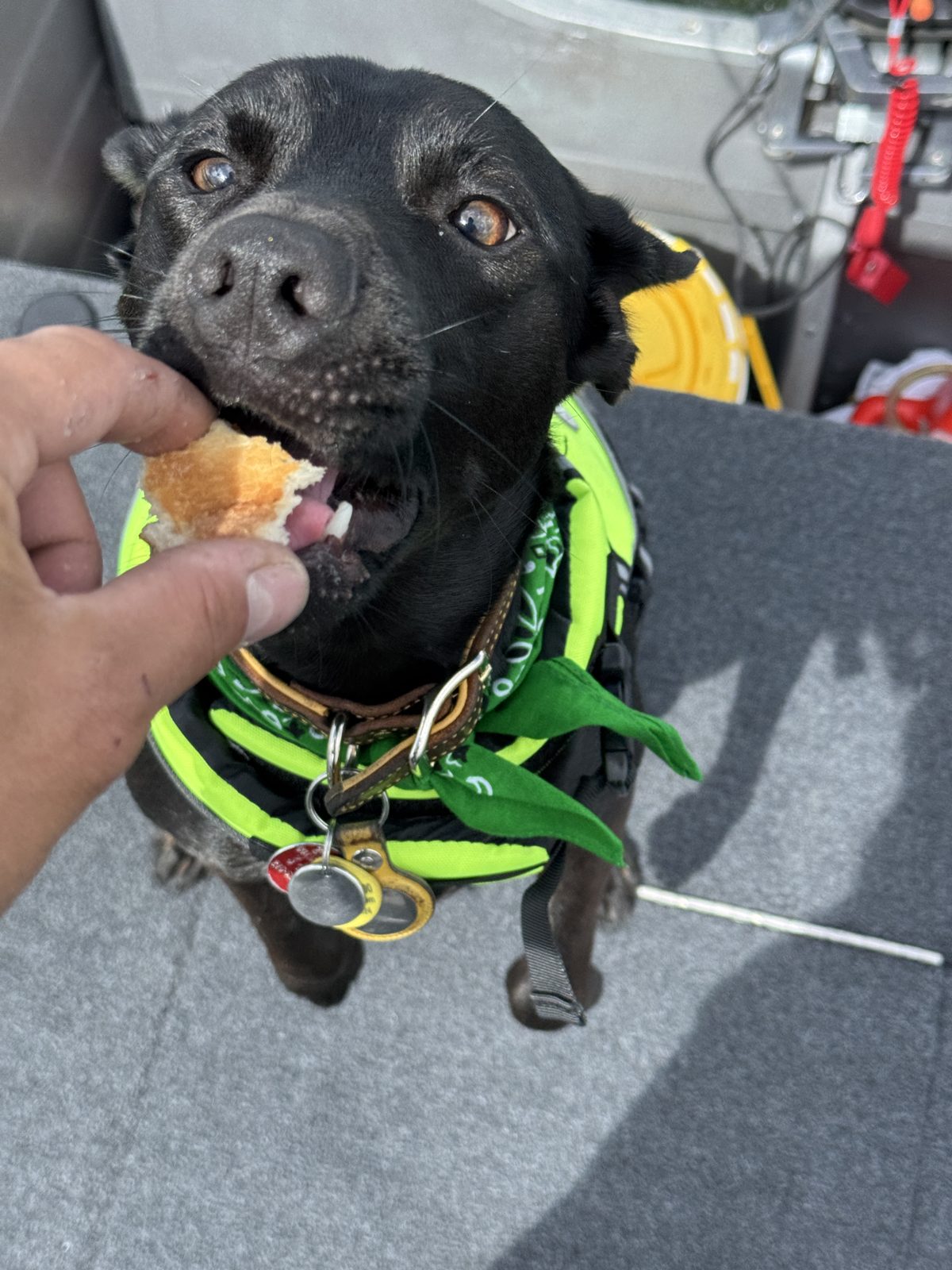 Beau on the boat