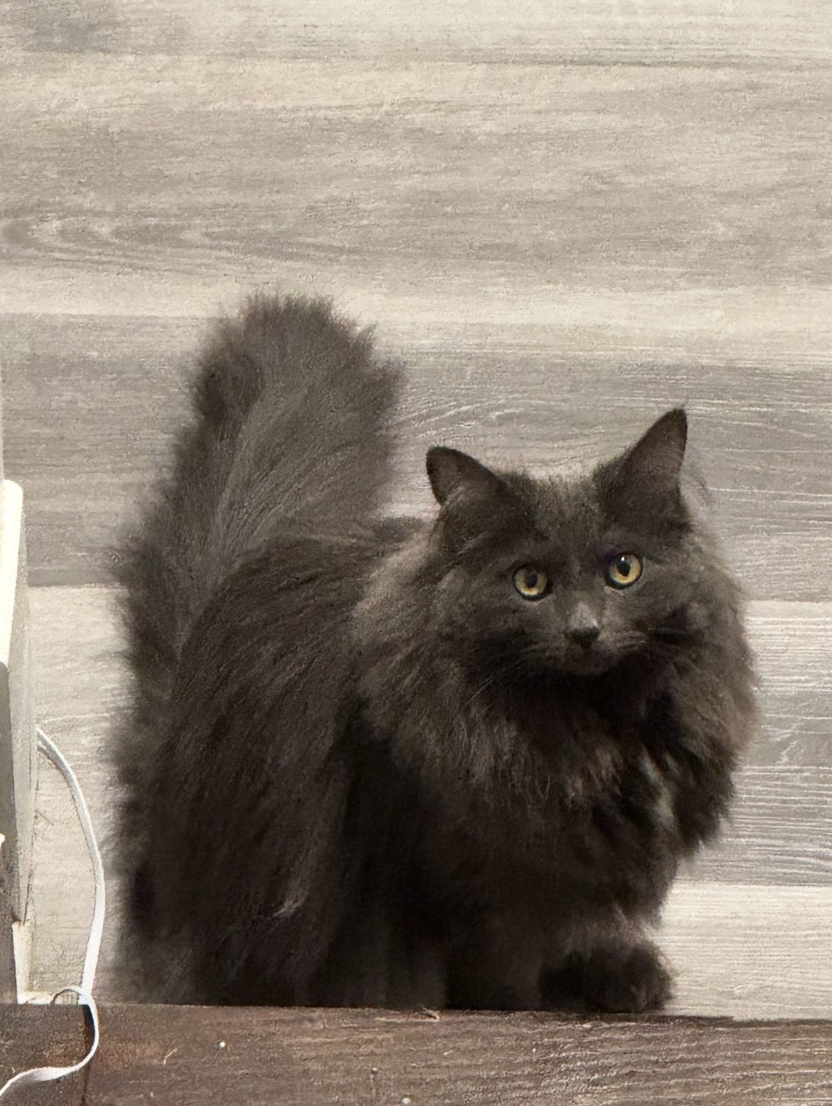 Mister