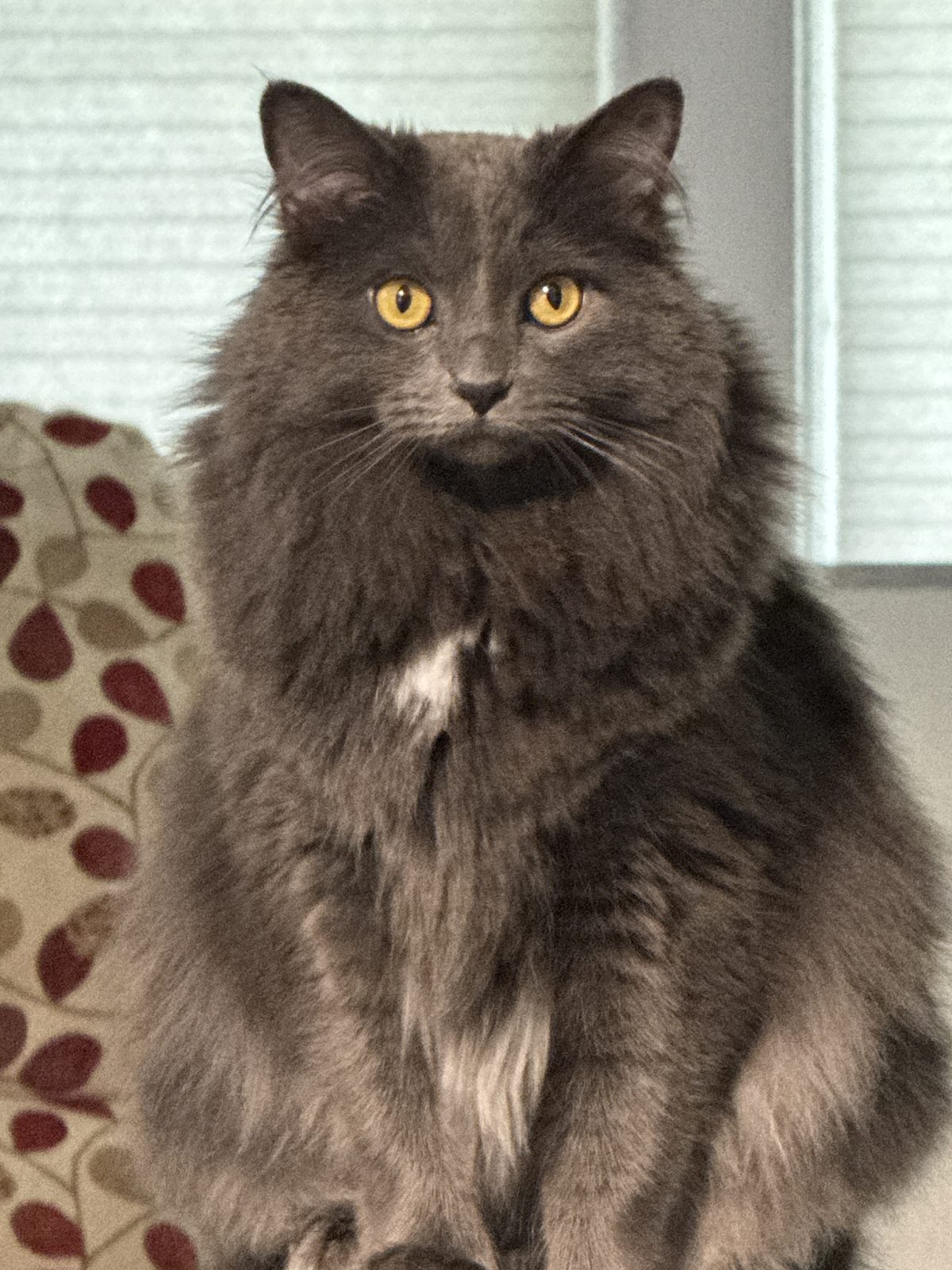 Mister